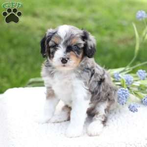 Lane, Cavapoo Puppy